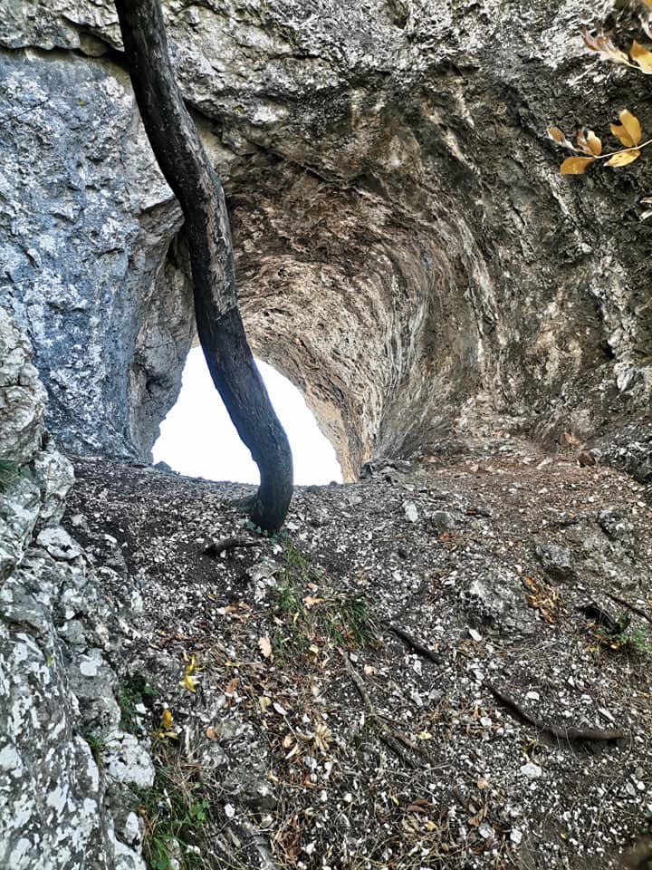 Krivudavo drvo pred ulazom u okno